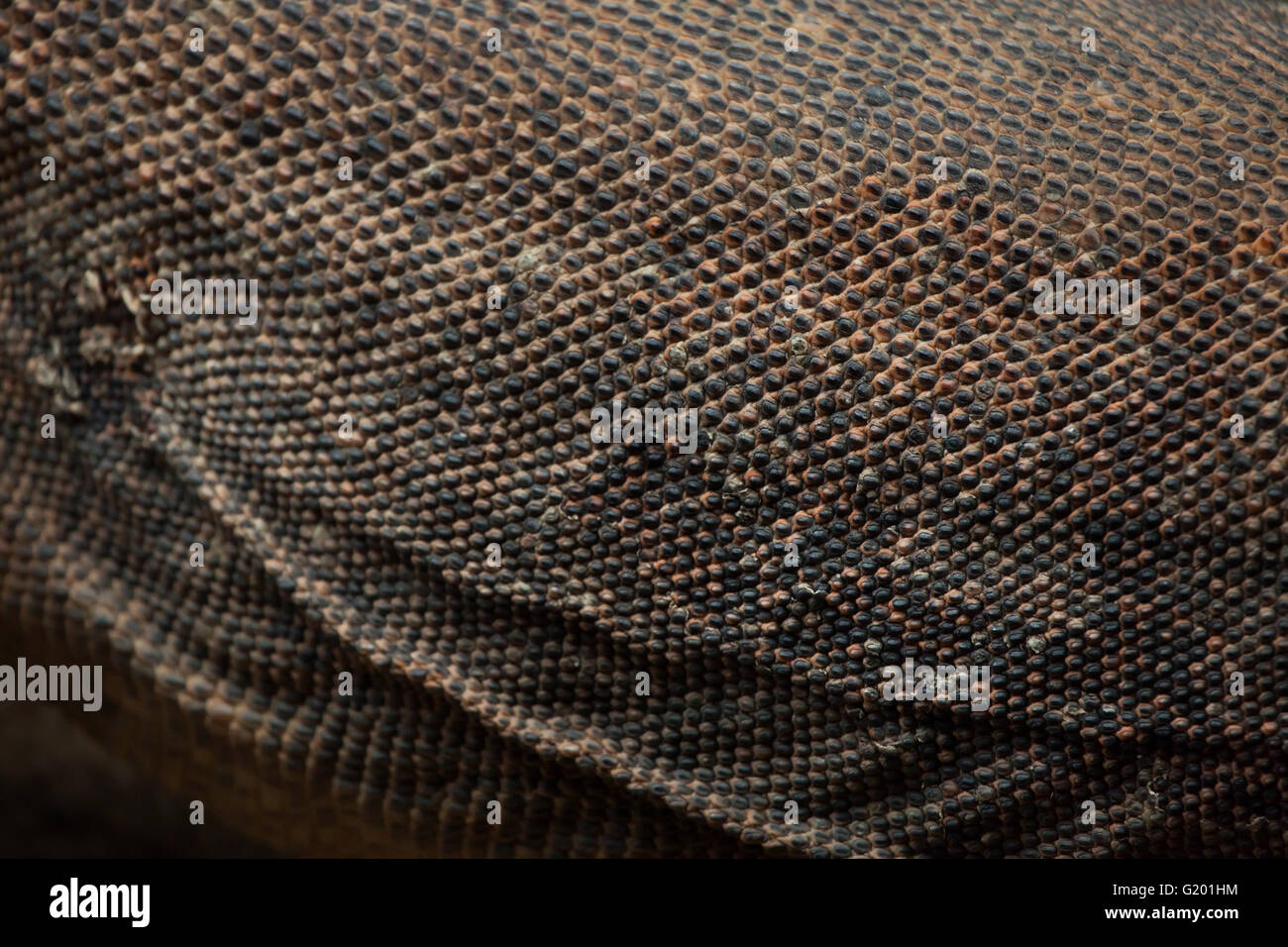 Komodo dragon (Varanus komodoensis). Skin texture. Stock Photo