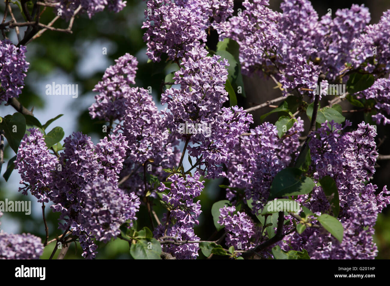 Blossoming lilac (Syringa vulgaris) in spring time. Stock Photo