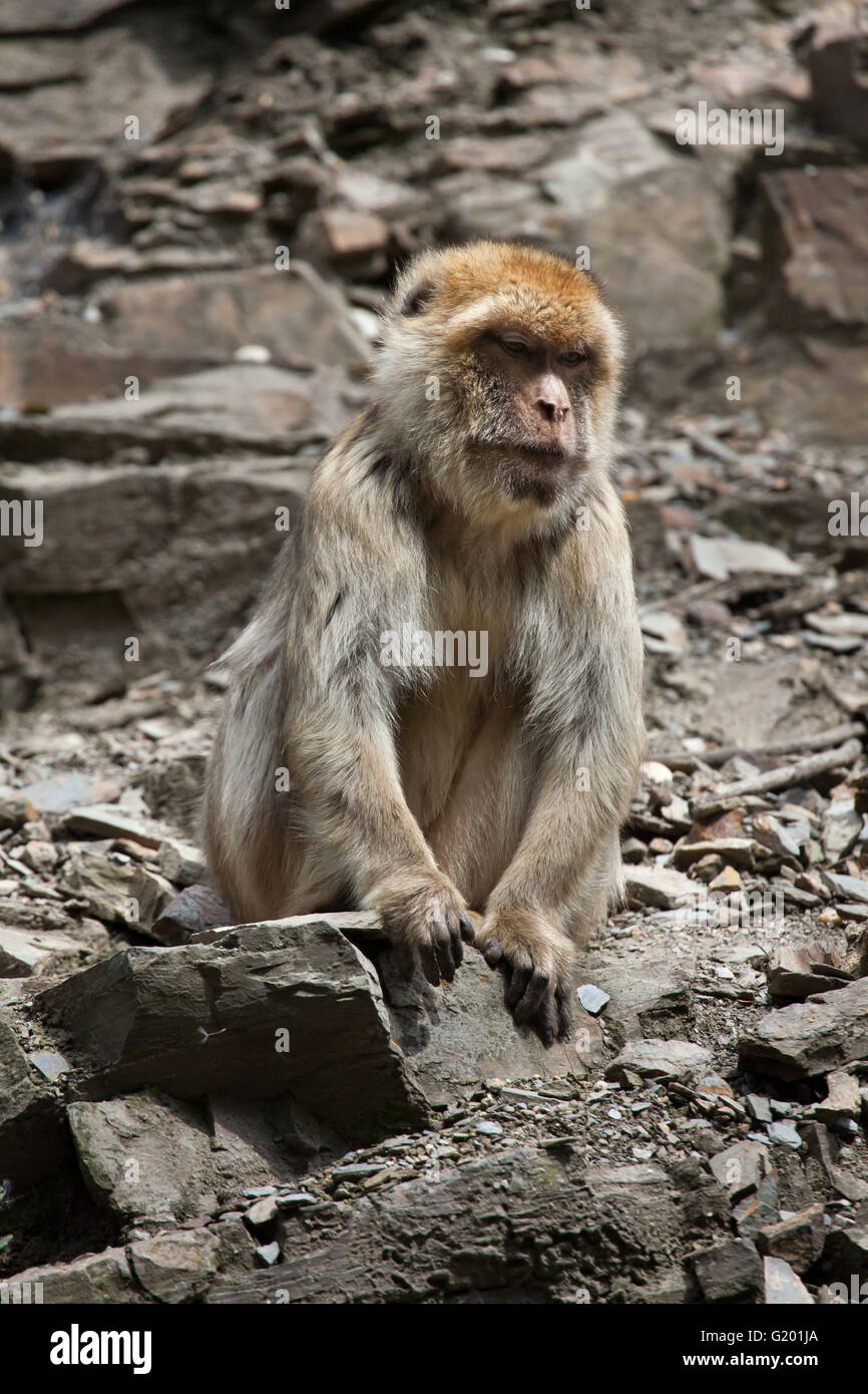Barbary macaque (Macaca sylvanus), also known as the maggot at Prague Zoo, Czech Republic. Stock Photo