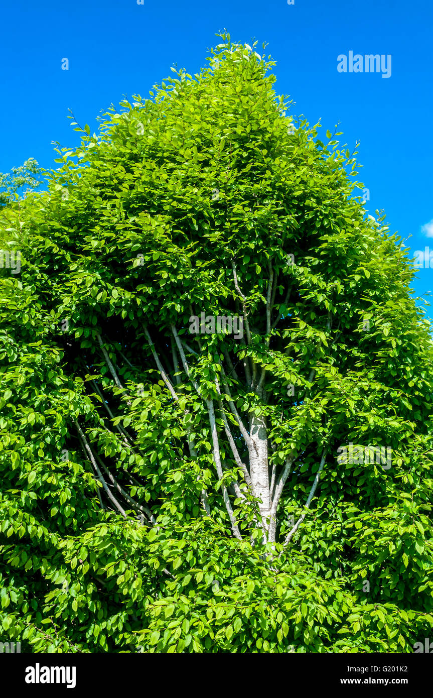 Section through Beech tree - France Stock Photo