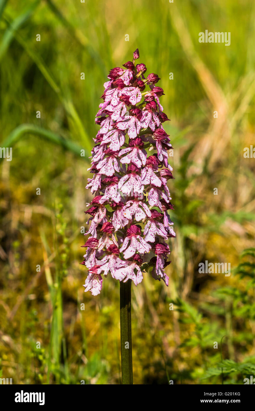 Lady Orchid in flower - France Stock Photo