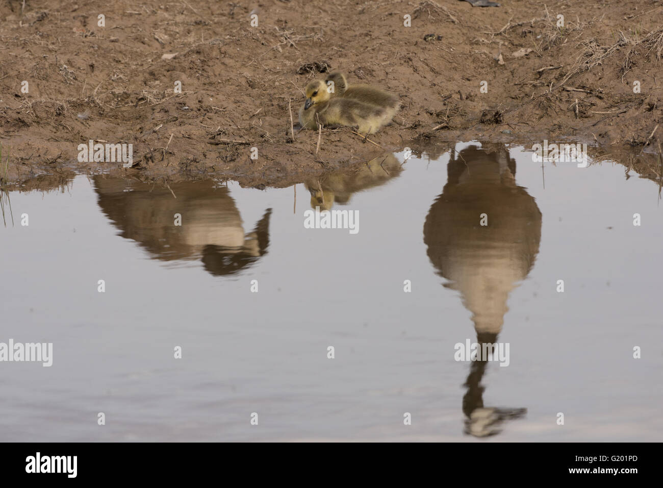 Canada Goose, (Branta canadensis), goslings being watched over by their parents.  Bosque del Apache National Wildlife Refuge, NM Stock Photo