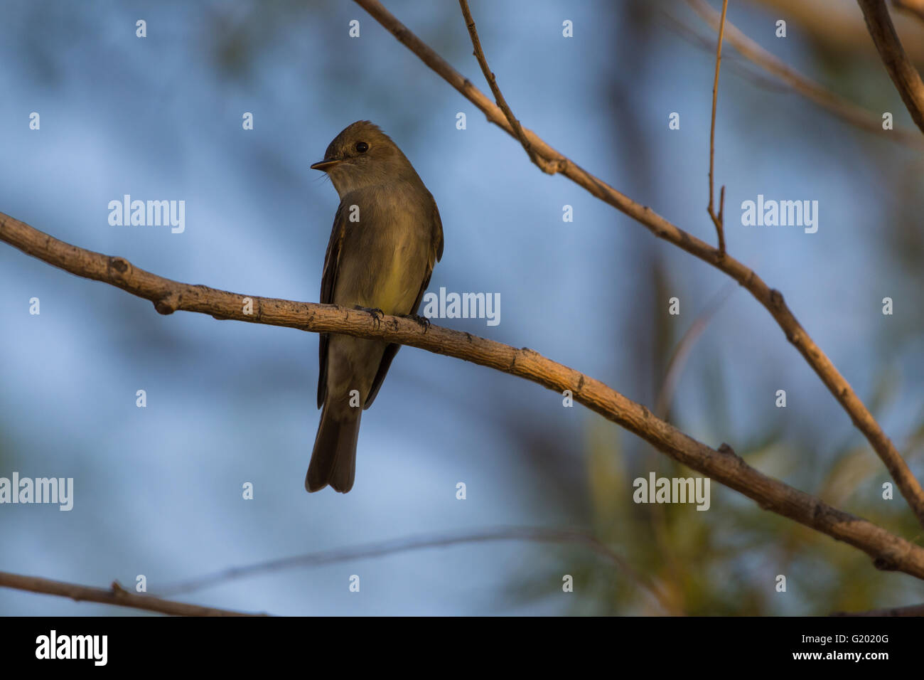 Western Wood-pewee, (Contopus sordidulus), Bosque del Apache National Wildlife Refuge, New Mexico, USA. Stock Photo
