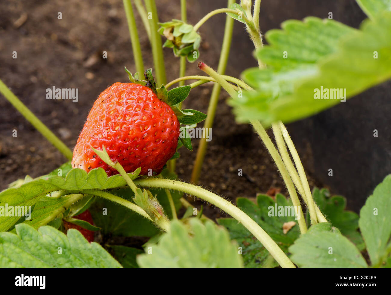 Red strawberry leaves hi-res stock photography and images - Alamy