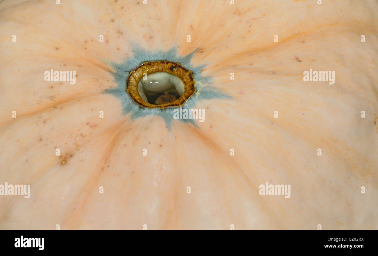 Detail image of a a pumpkin in eastern long island, ny Stock Photo