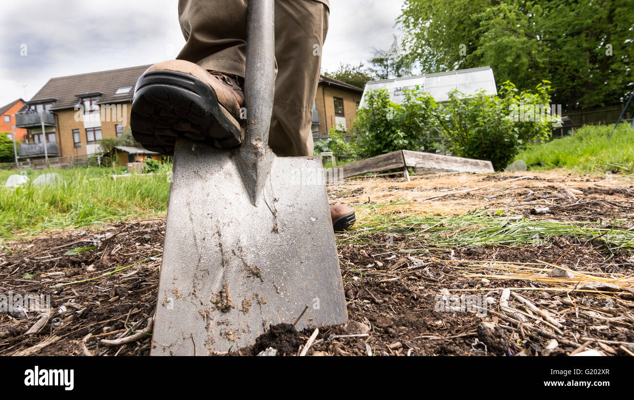 Person digging bare earth on a plot of land with a close up view of the spade. Stock Photo