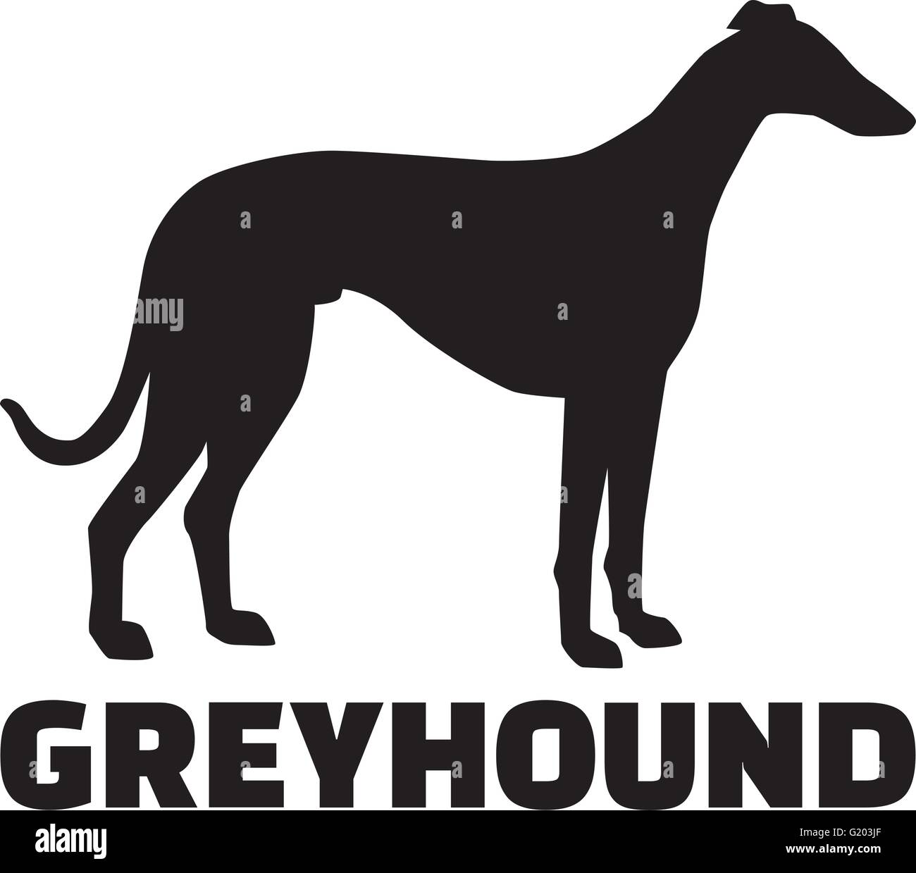 English greyhound dog Stock Vector Images Alamy