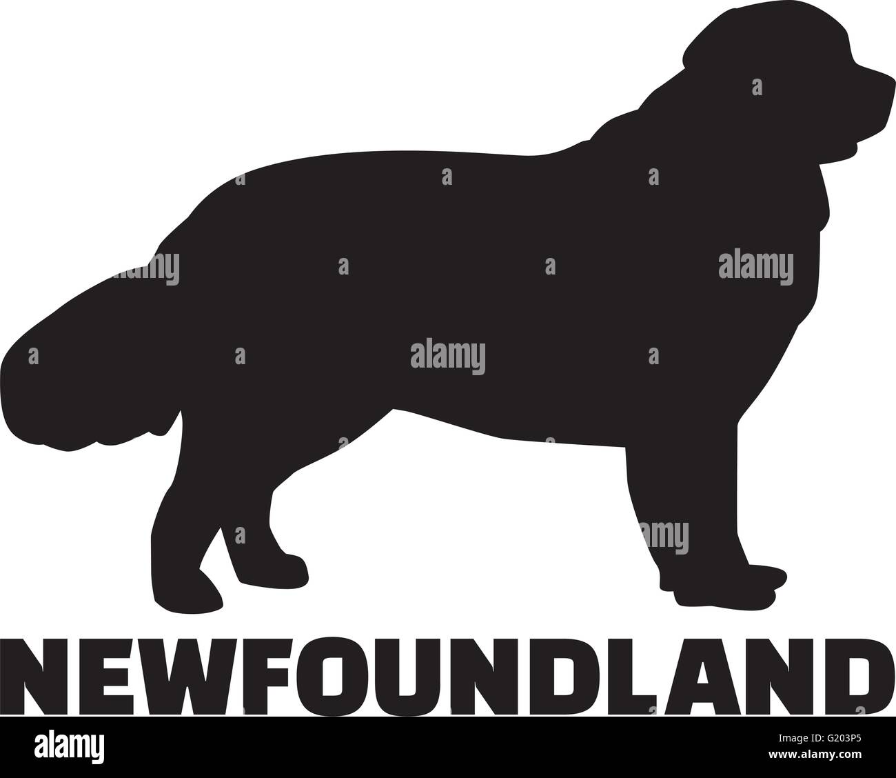 Newfoundland with breed name Stock Vector