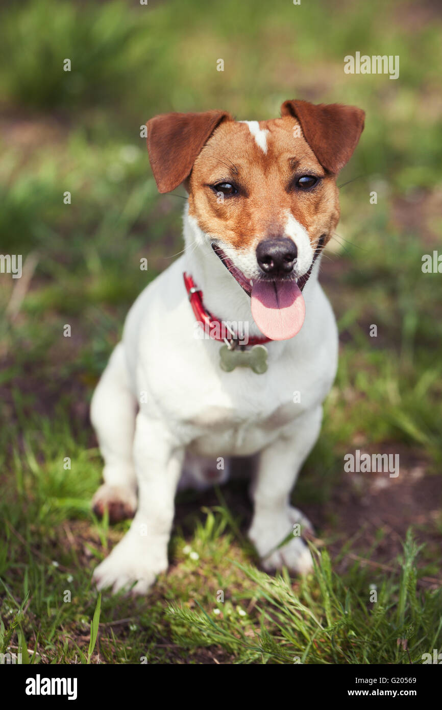 Little Jack Russell puppy in green park. Cute small domestic dog, good friend for a family and kids. Friendly and playful canine breed Stock Photo