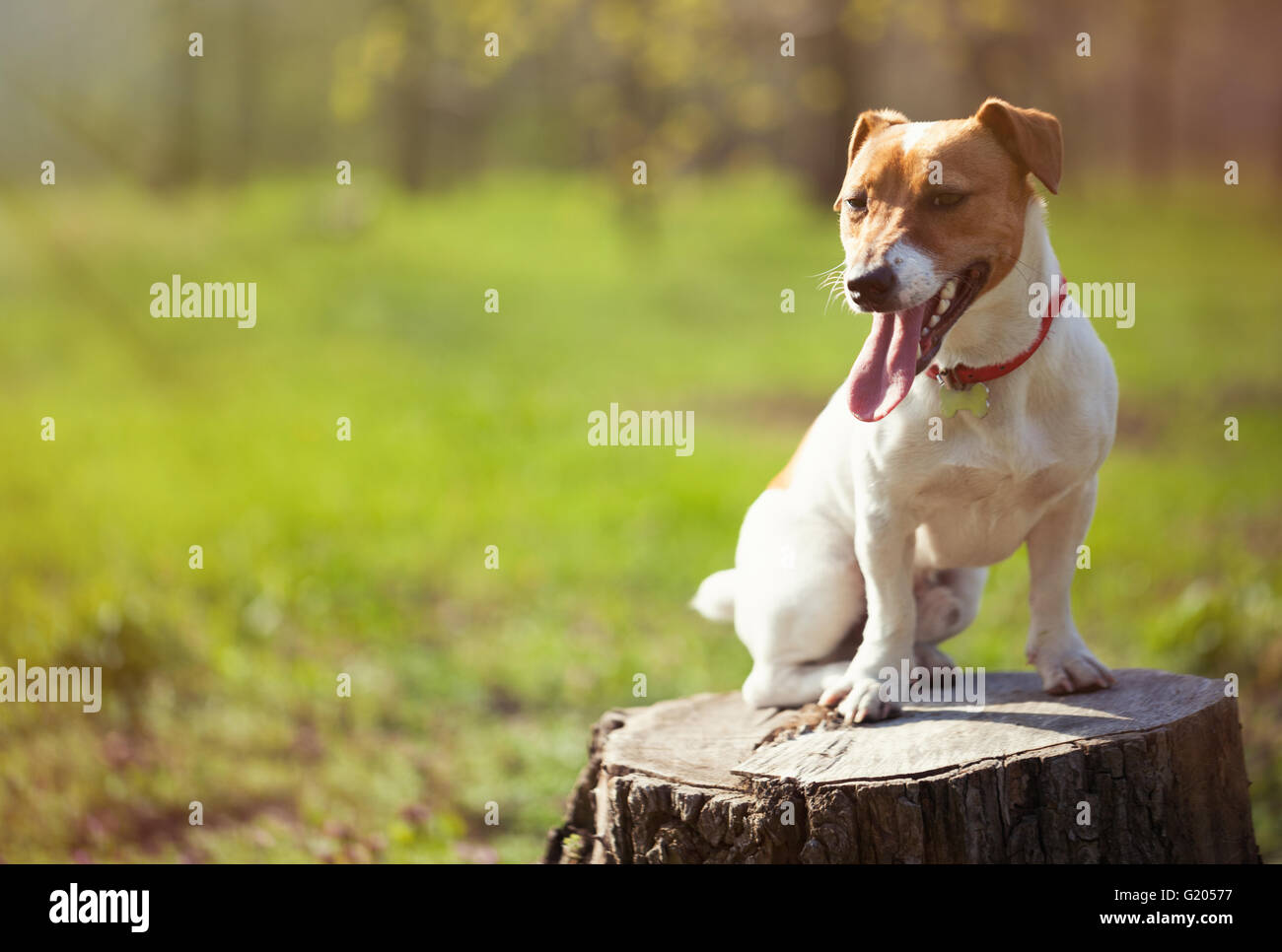 Little Jack Russell puppy in green park. Cute small domestic dog, good friend for a family and kids. Friendly and playful canine breed Stock Photo