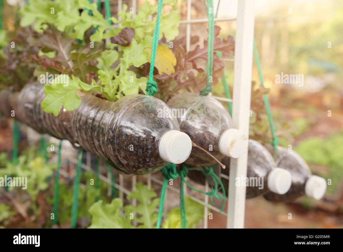 growing lettuce in used plastic bottles, reuse recycle eco concept