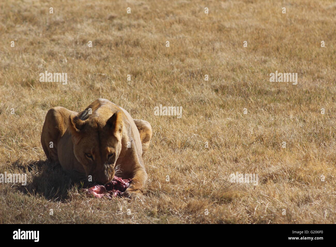 lioness eating lunch Stock Photo