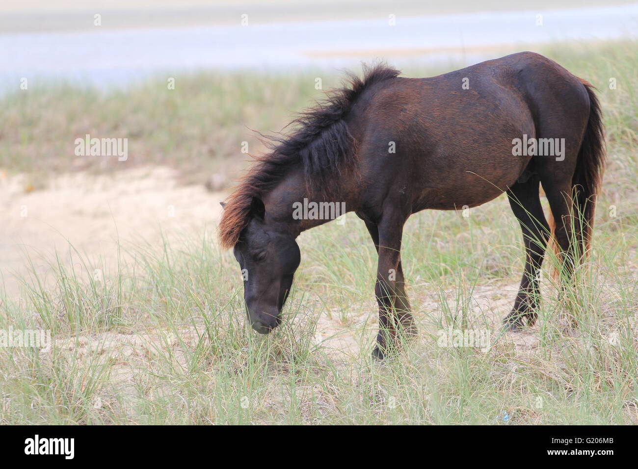 Wild Horse of Shackleford Banks North Carolina Grazing Stock Photo Alamy