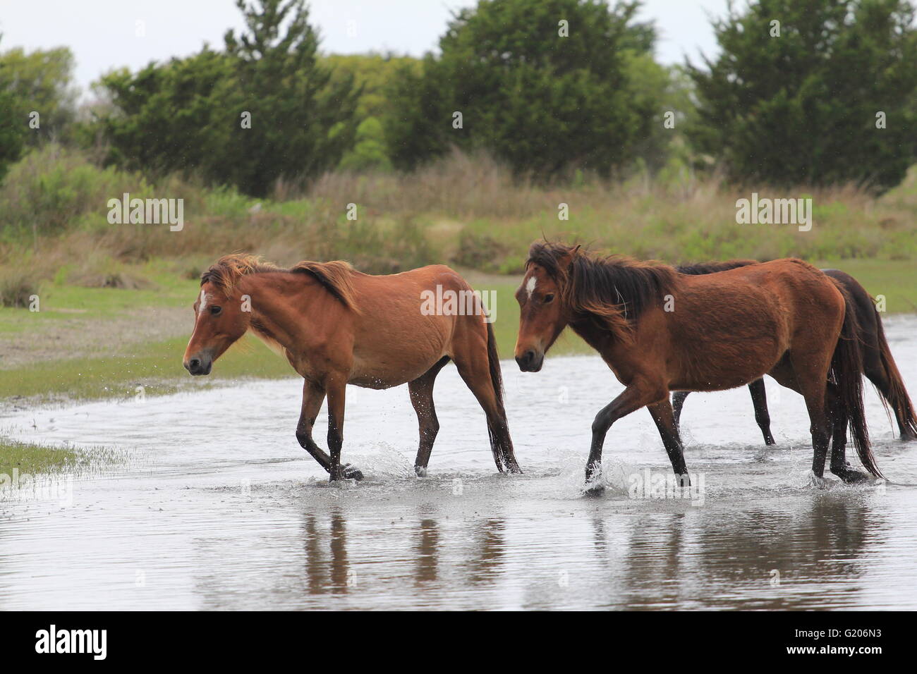 Wild Horses of Shackleford Banks North Carolina running in water Stock Photo