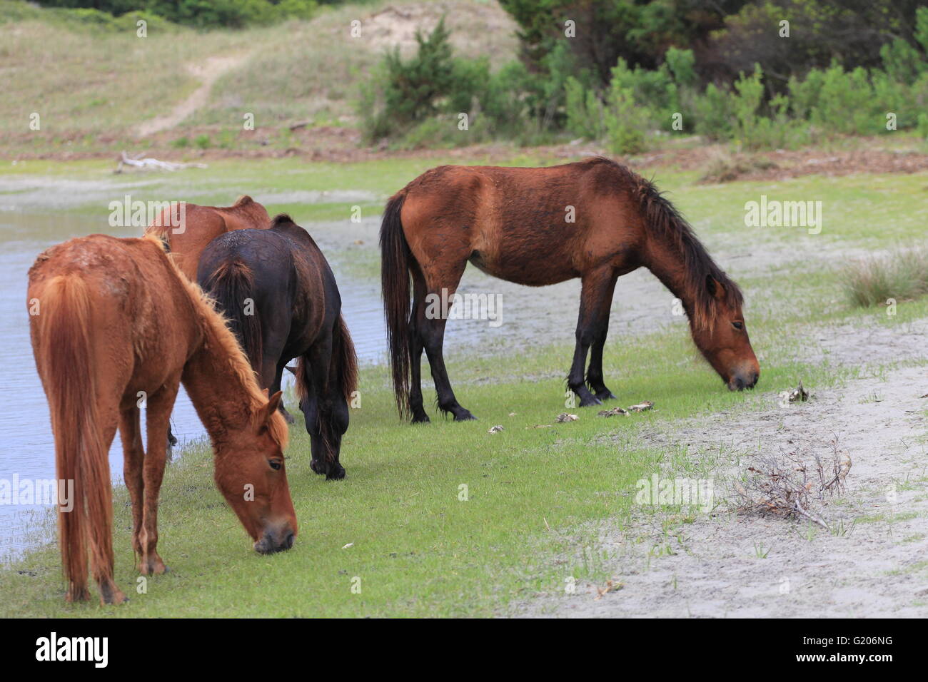 Wild Horses of Shackleford Banks North Carolina Stock Photo Alamy