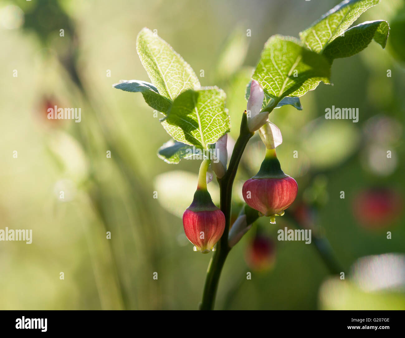 Blueberry (Vaccinium myrtillus) Stock Photo