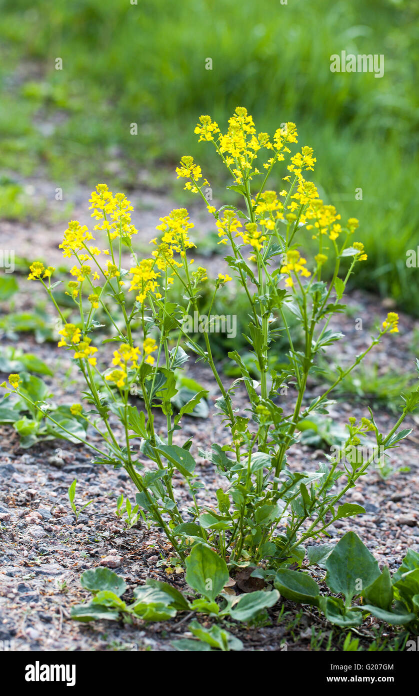 Yellow rocketcress (Barbarea vulgaris) Stock Photo