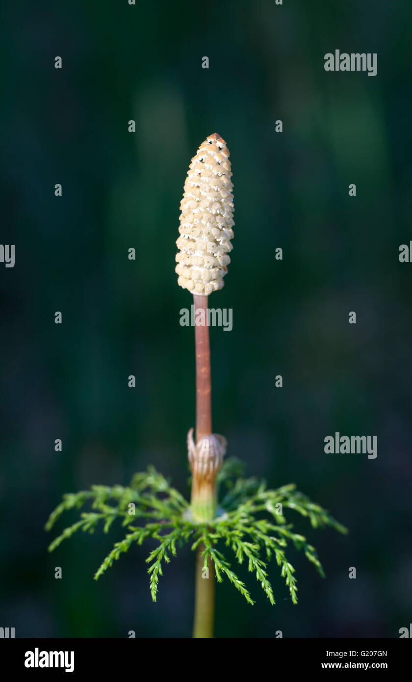 Wood horsetail (Equisetum sylvaticum) in spring Stock Photo