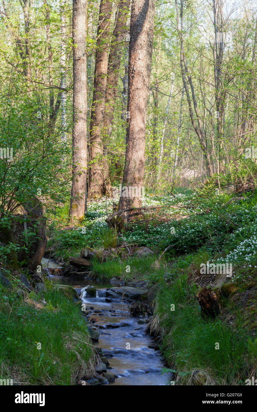 A stream in a forest Stock Photo