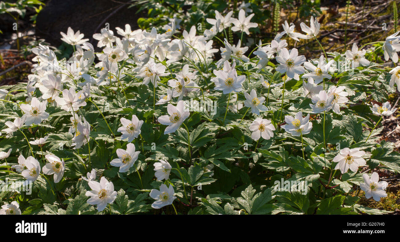 Wood anemone (Anemone nemorosa Stock Photo Alamy