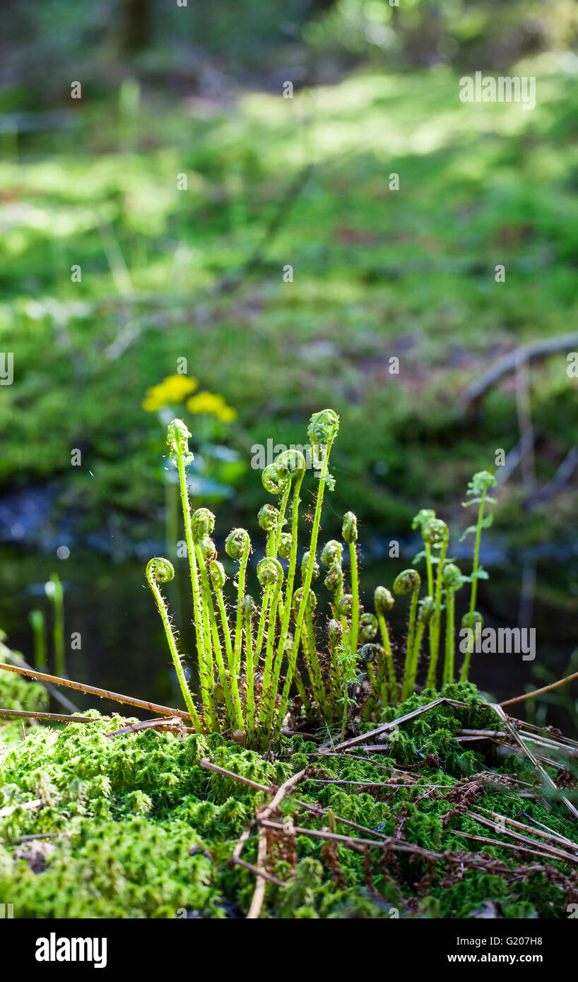 Common lady-fern (Athyrium filix-femina) Stock Photo
