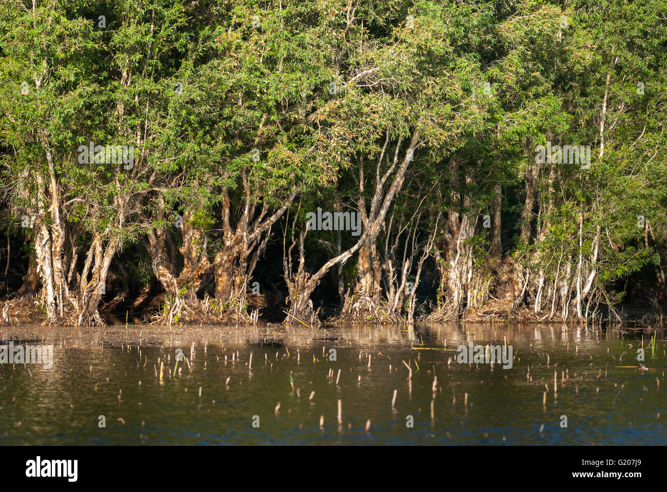 Tropical swamp with Melaleuca cajuput trees on Lake Peto in Maubesi, Rote Island, East Nusa Tenggara, Indonesia. Stock Photo
