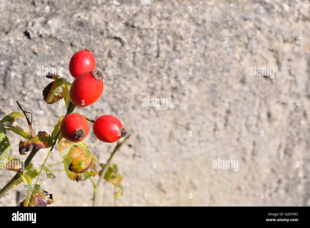 Briar, wild rosehip shrub in nature with blurred stone in background Stock Photo