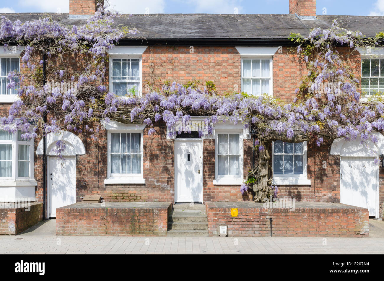 Pretty cottages covered in flowering wisteria in Waterside, Stratford-upon-Avon Stock Photo