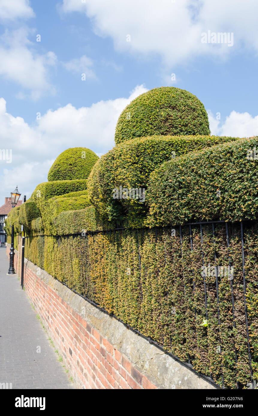 Neat yew hedge running along a footpath in Stratford-upon-Avon Stock Photo