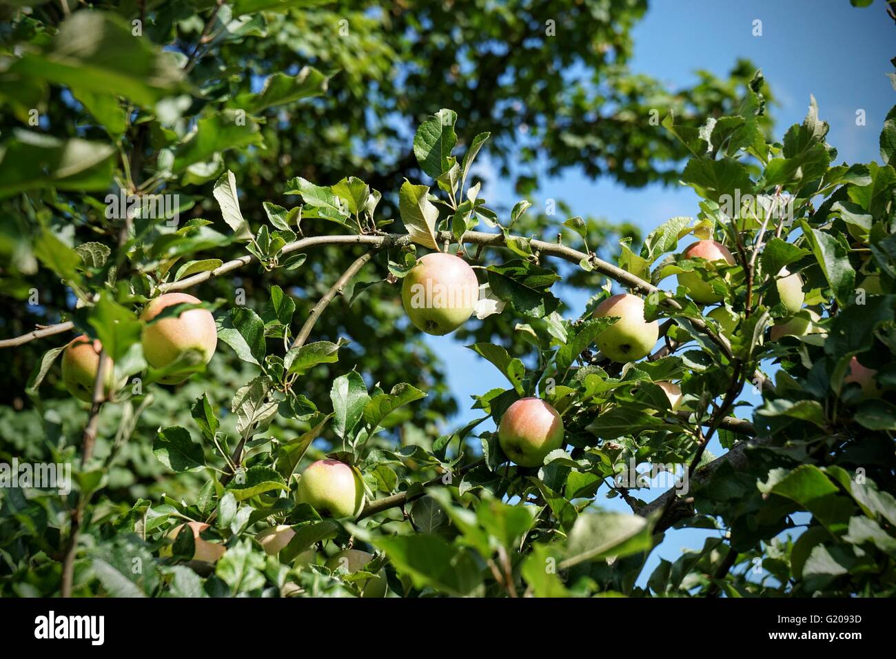 organic apples growing on apple tree Stock Photo Alamy