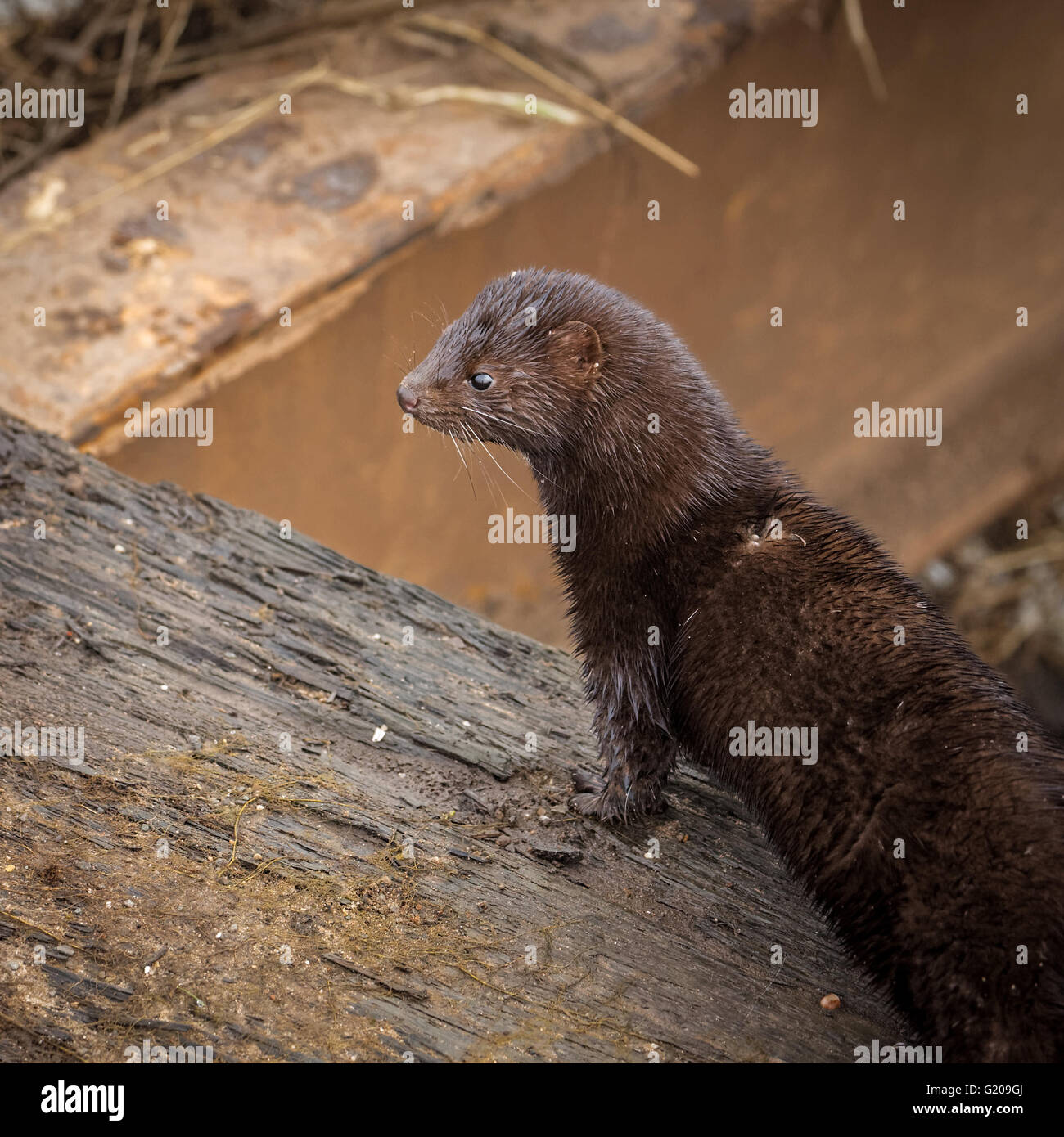 Wild American mink hunting for food early morning Stock Photo