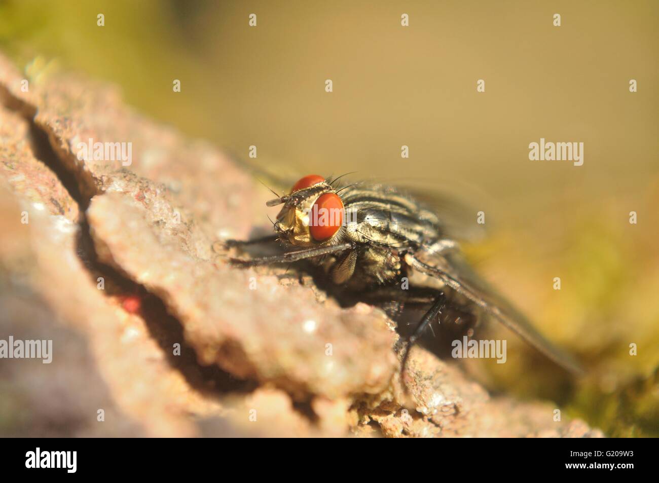 Detail shot of house fly Stock Photo