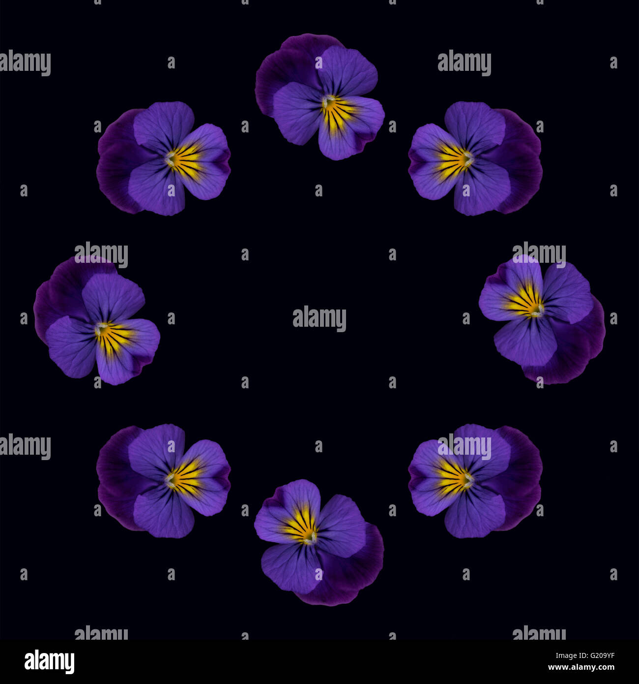 Single pansy repeated to make a circular pattern on black background Stock Photo