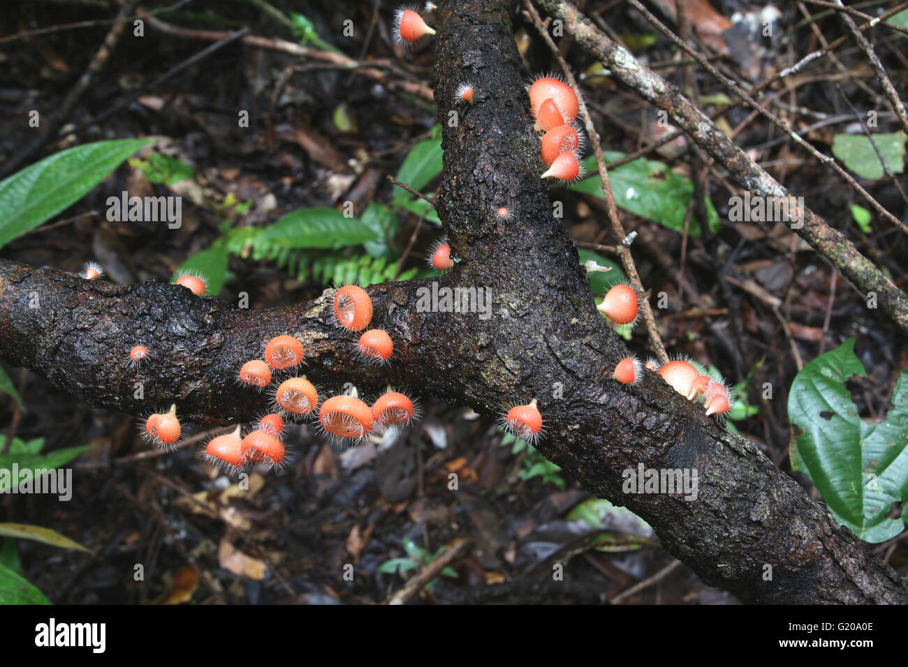 Cookeina tricholoma tropical mushroom Stock Photo