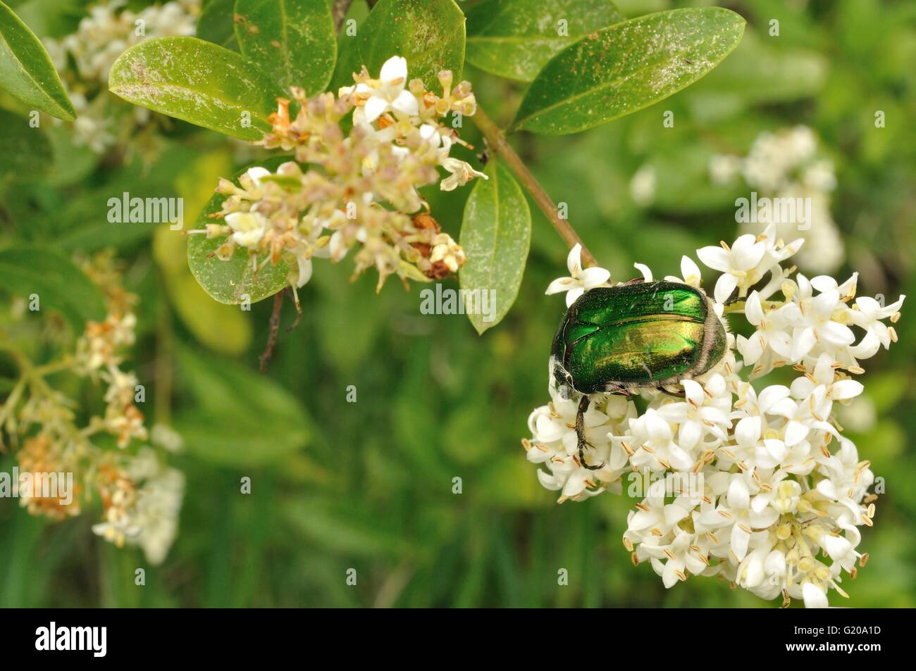 Green may-bug on a white flowers Stock Photo