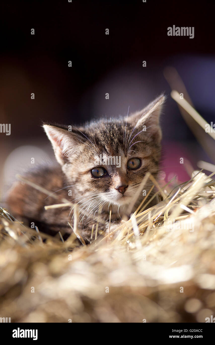 https://c8.alamy.com/comp/G20ACC/baby-cat-cute-kitten-in-straw-on-farm-G20ACC.jpg