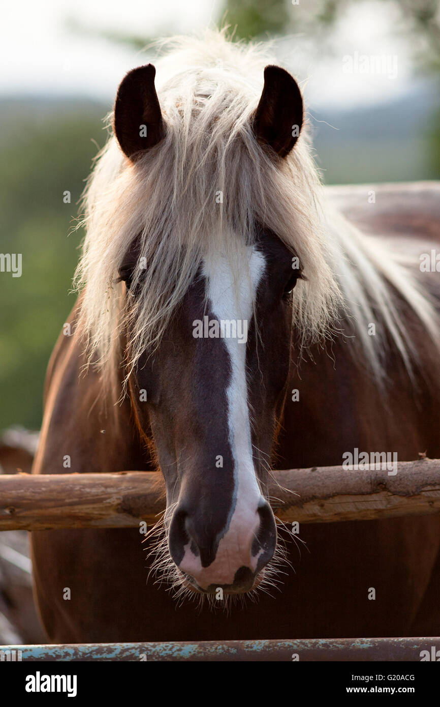 German cold blooded draft horse breed Stock Photo Alamy