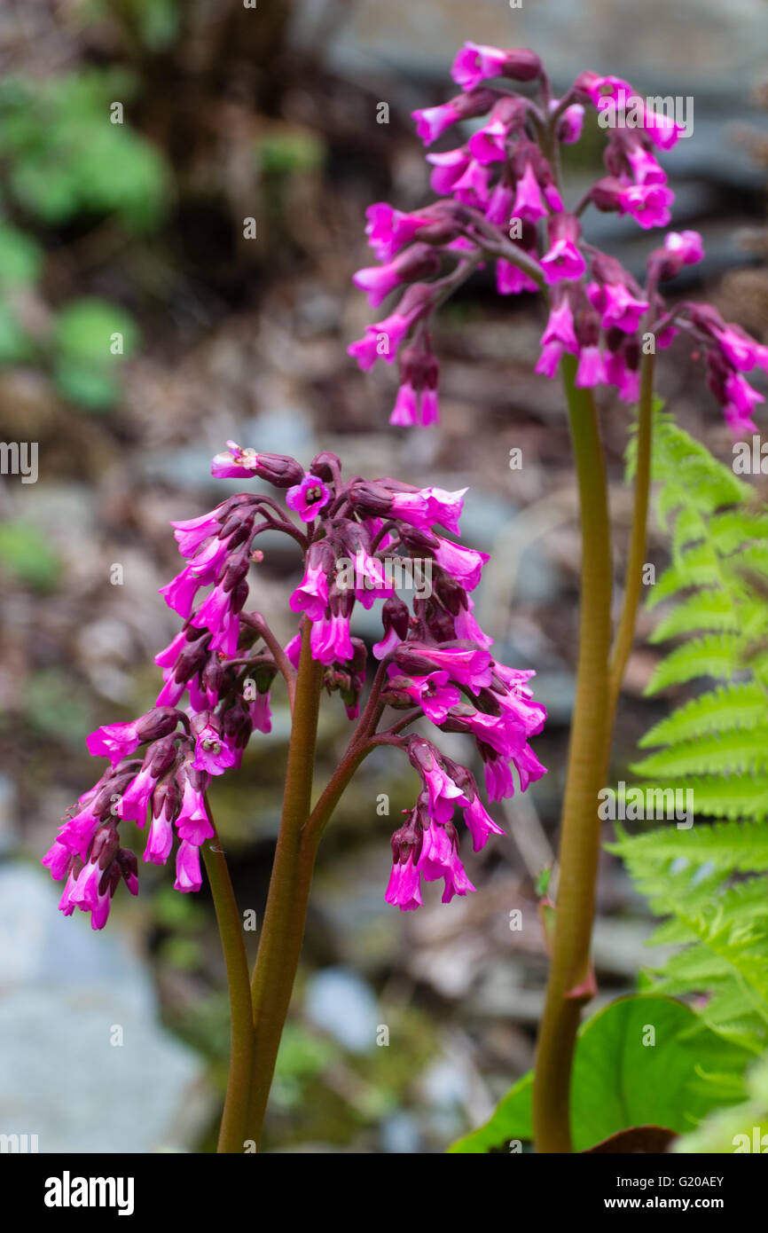 Spring flowers of the large leaved evergreen perennial, Bergenia 'Eric's Best' Stock Photo