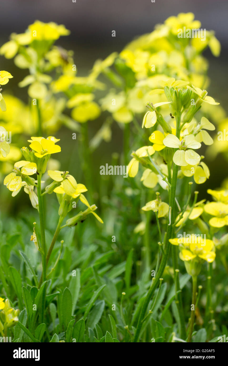 Close up of the lemon yellow flowers of the perennial alpine wallflower, Erysimum 'Golden Jubilee' Stock Photo