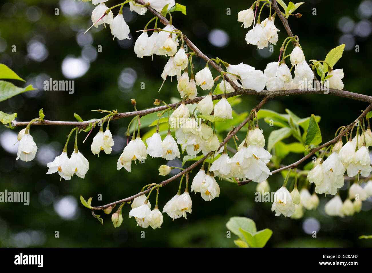 Halesia Carolina Vestita Group Hi res Stock Photography And Images Alamy halesia-carolina-vestita-group-hi-res-stock-photography-and-images-alamy