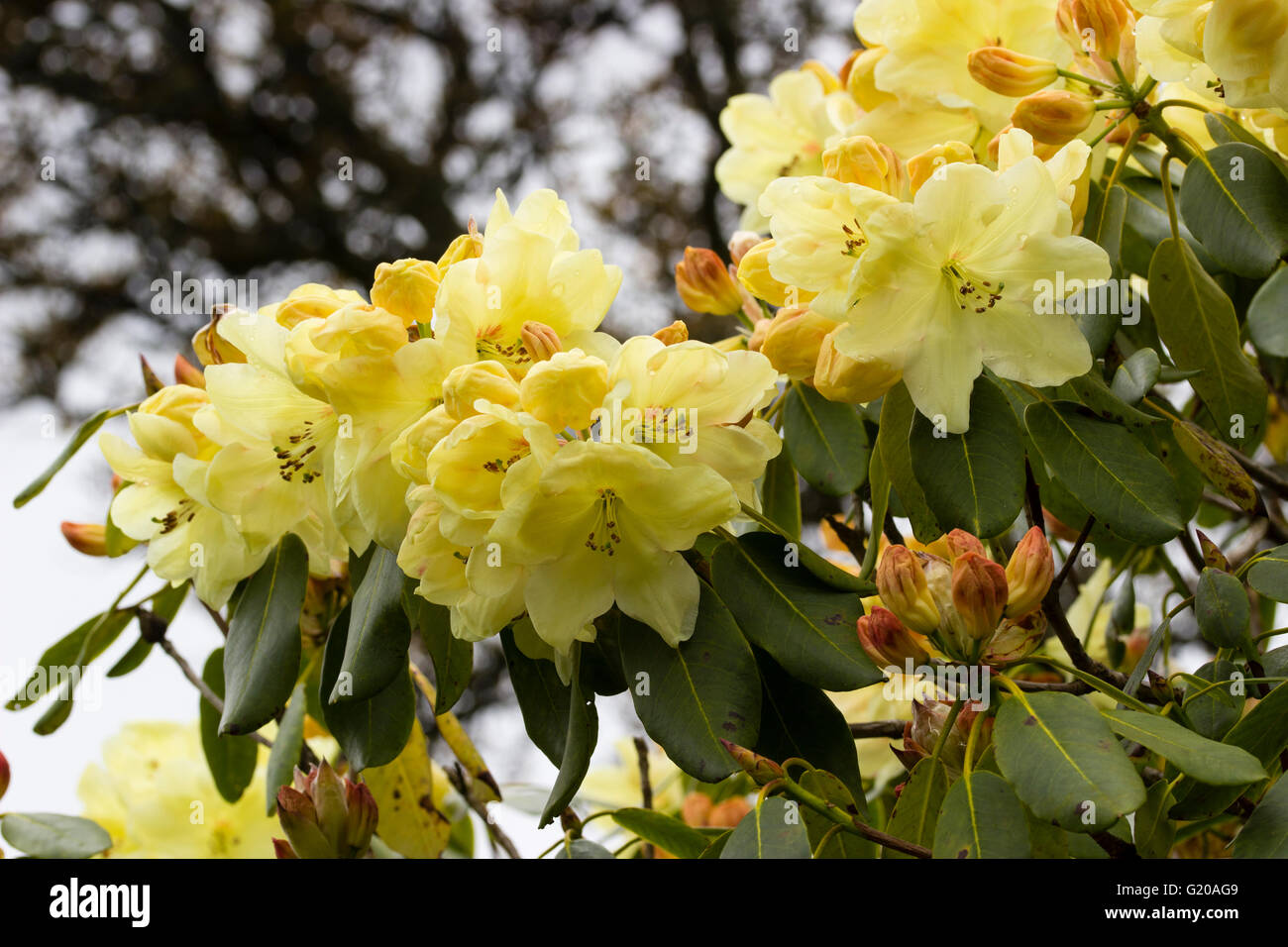 Lemon yellow May flowers of the large leaved evergreen Rhododendron 'Queen Elizabeth II' Stock Photo