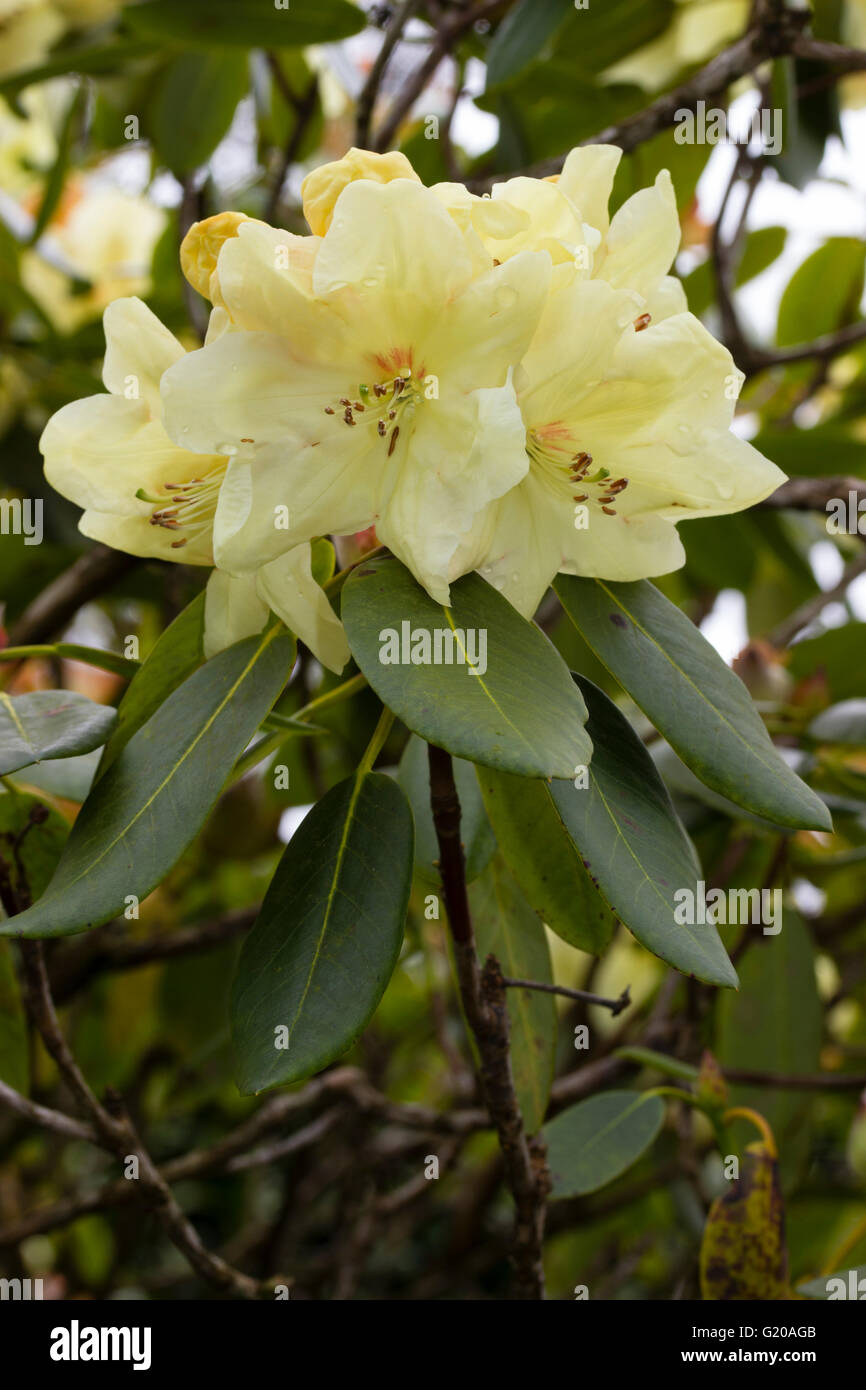 Lemon yellow May flowers of the large leaved evergreen Rhododendron 'Queen Elizabeth II' Stock Photo