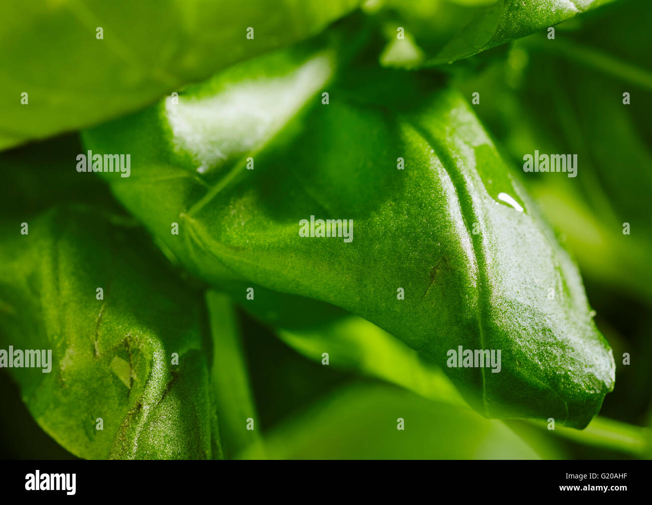 Herbal basil hires stock photography and images Alamy