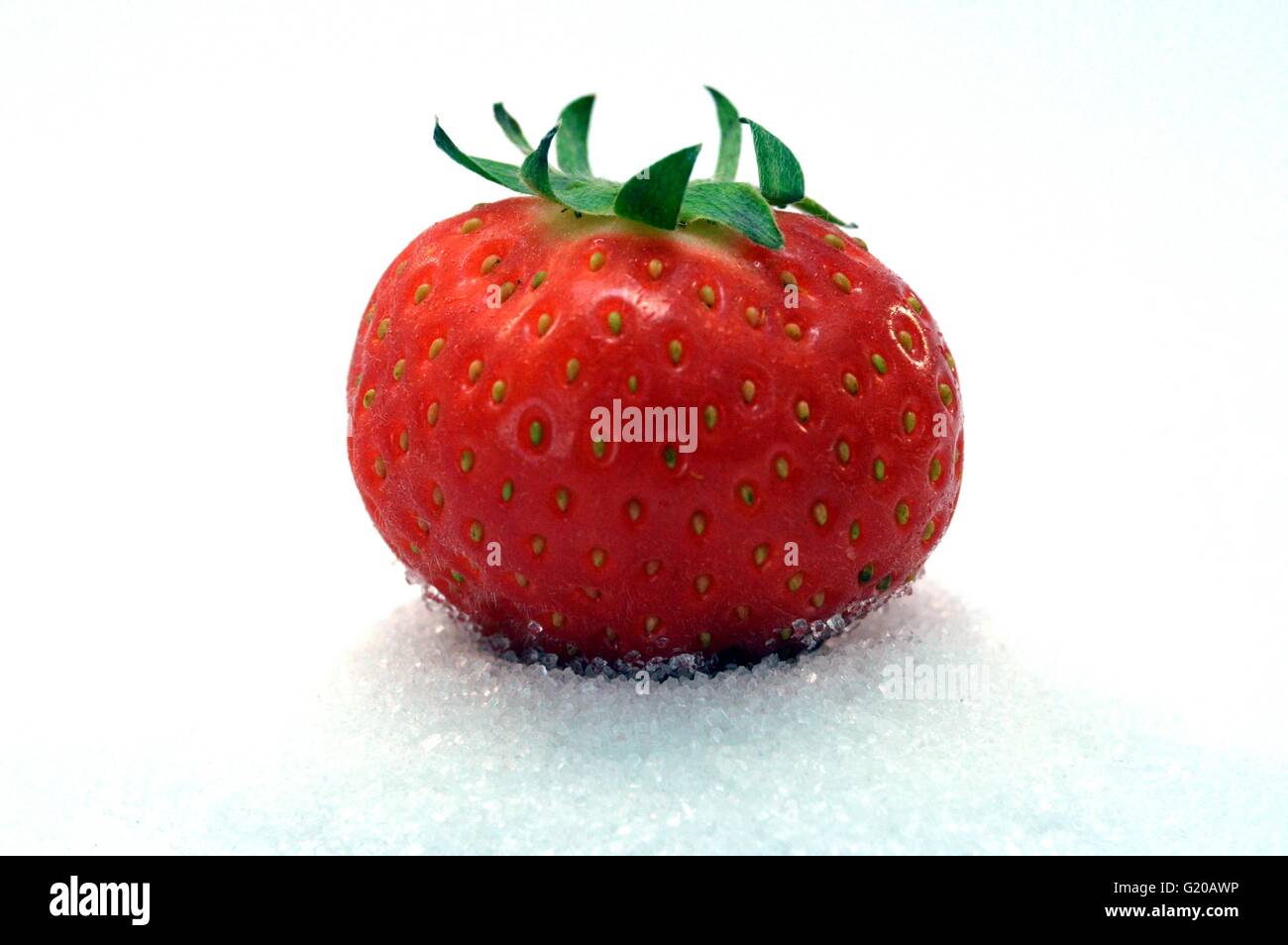 Fruit of succulence of strawberry chosen among the bottom White. Stock Photo