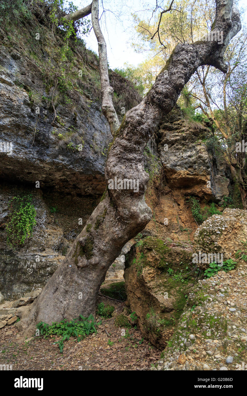 View of an old tree root in a garden around big rocks Stock Photo - Alamy