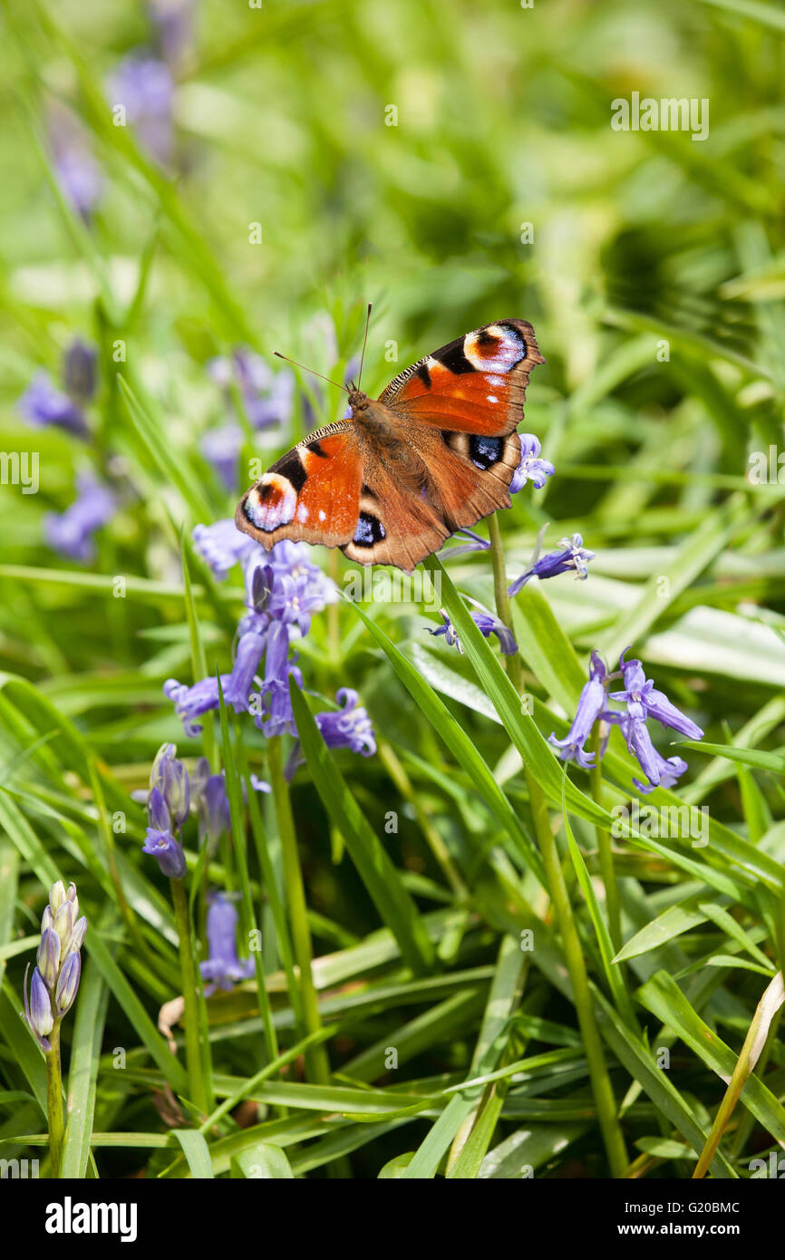 Peacock butterfly Aglais io basking on bluebells in the sunshine in the English springtime after spending the winter in hibernation Stock Photo