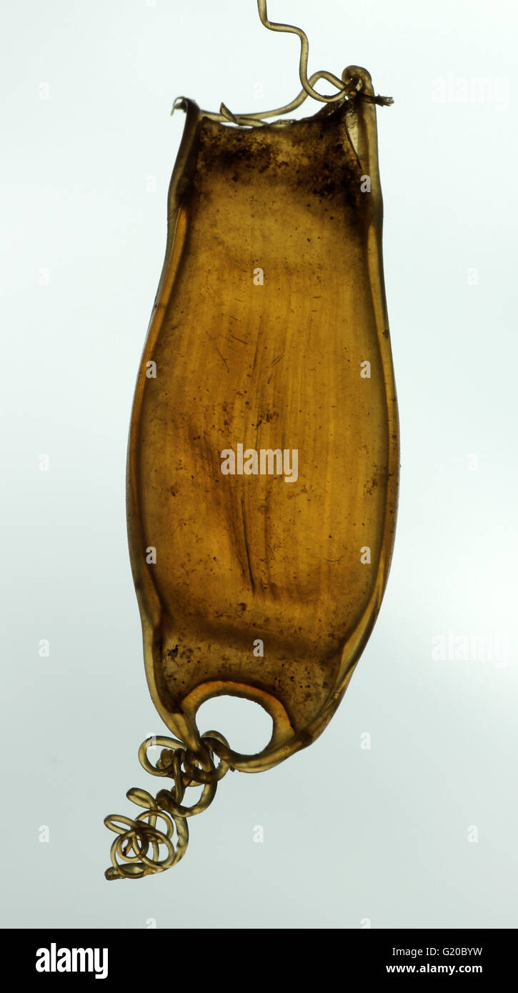 Shark eggcase of Smallspotted Catshark or Lesser Spotted Dogfish Stock Photo
