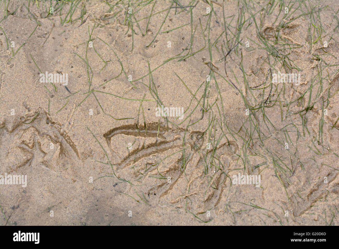 Brent Goose Branta bernicla footprints and Eel Grass Zostera marina growing at Wells Norfolk Stock Photo