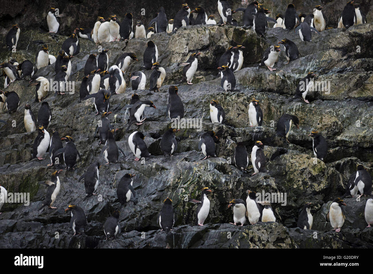 Macaroni Penguin colony Eudyptes chrysolophus on Bird Island, South Georgia Stock Photo