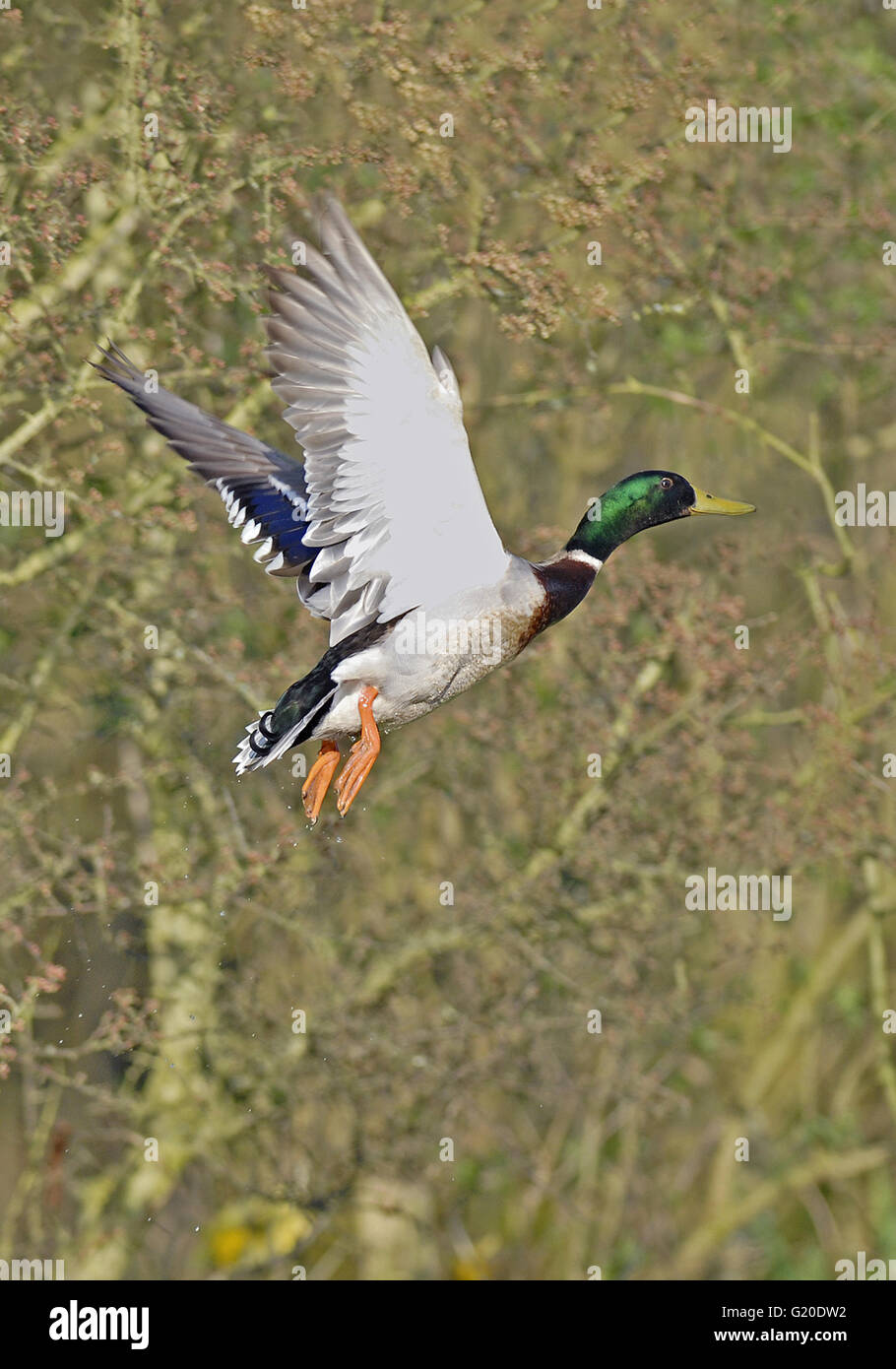 Mallard duck flight uk hires stock photography and images Alamy